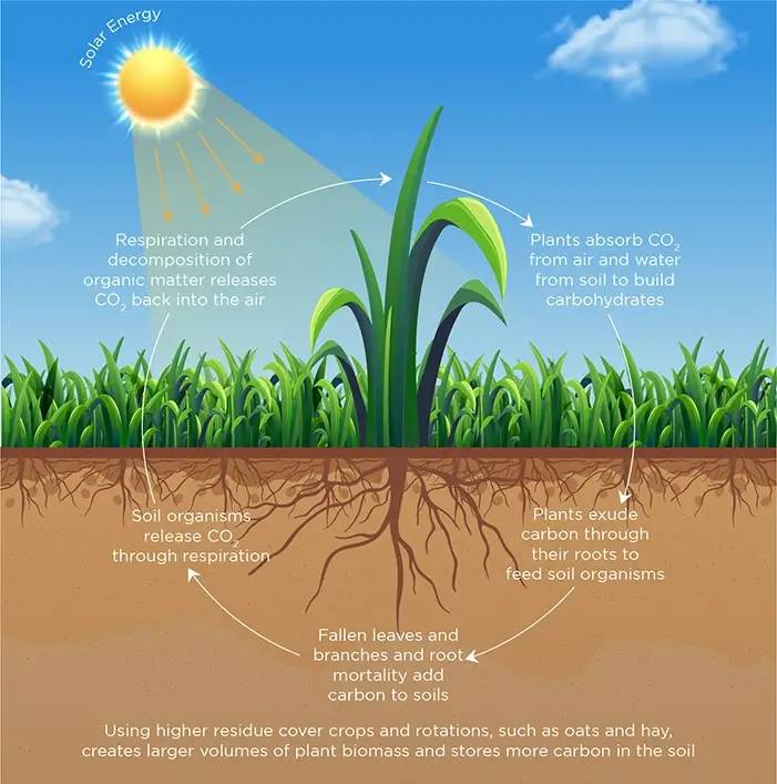 biosequestration-how-it-works-infographic