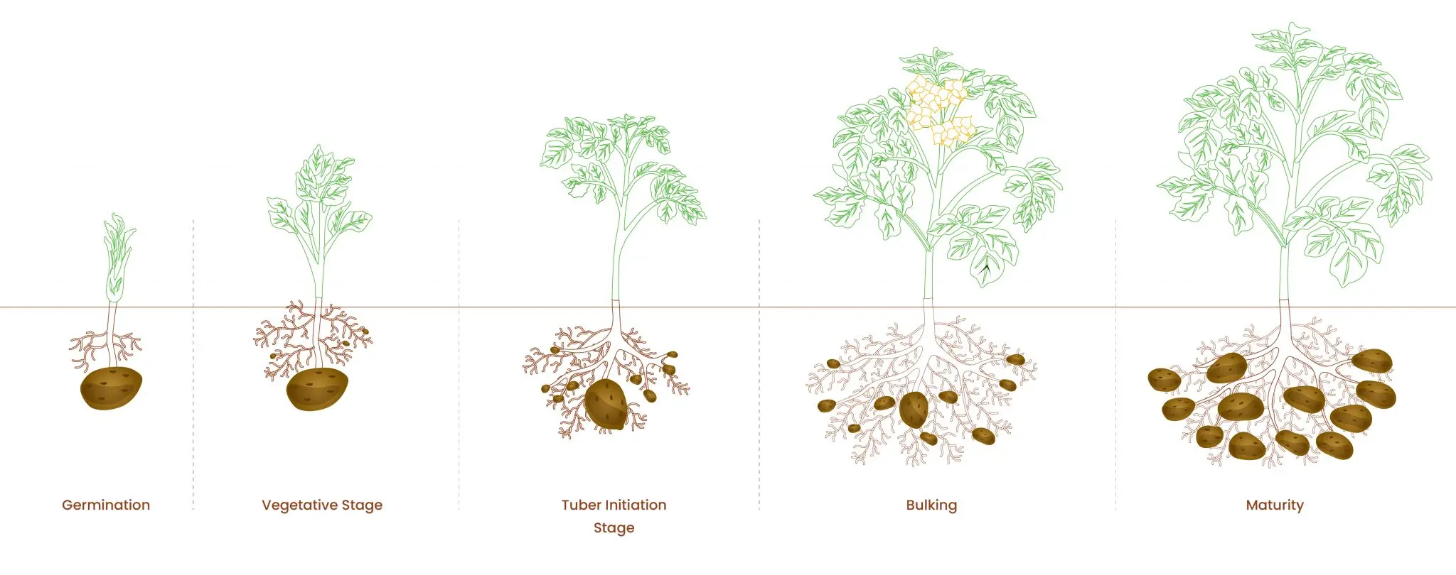 potato-blog